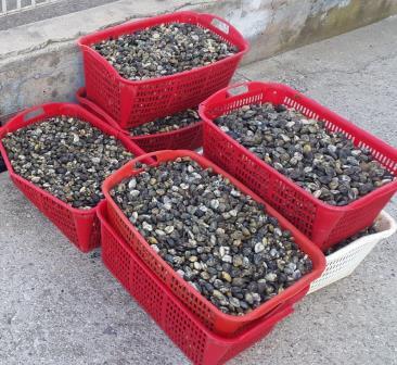 Chioggia: 600 kg di molluschi senza autorizzazioni