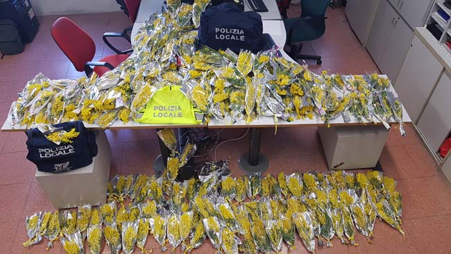 Festa della Donna oltre 1400 mazzi di mimose sequestrati