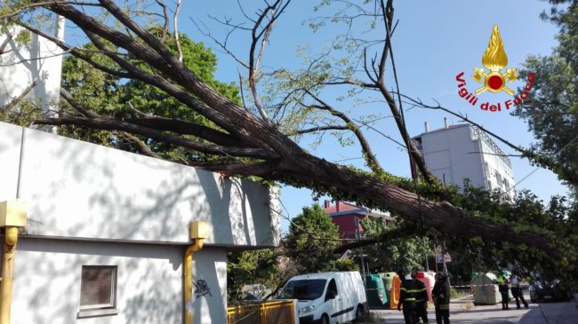 Mestre: cade albero di 20 metri, nessun ferito