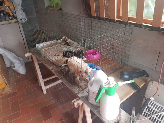 Cuccioli maltrattati e venduti via web con truffa: due denunciati