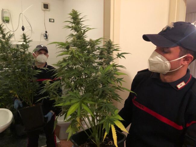 Serra di marijuana scoperta alla Giudecca: arrestato 40enne - Televenezia