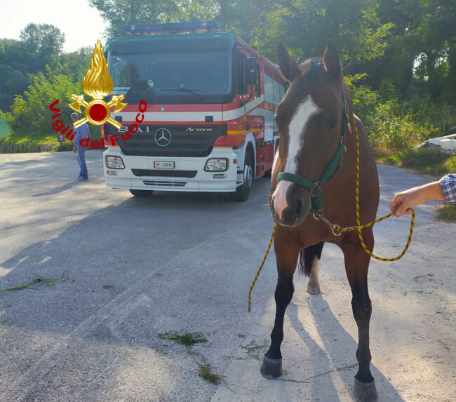 Cavallo finisce nel fiume Piave, salvato dai vigili del fuoco - Televenezia