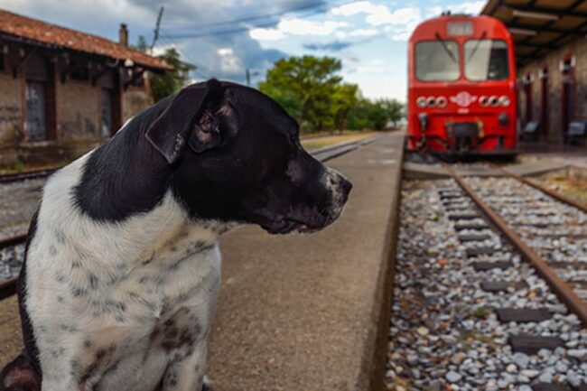 Cagnolino scappa da casa e sale su un treno: storia a lieto fine