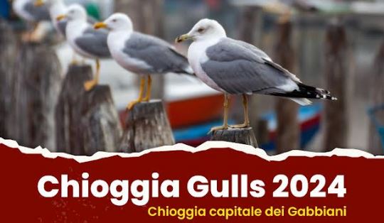 Chioggia è la Capitale Italiana dei Gabbiani 2024